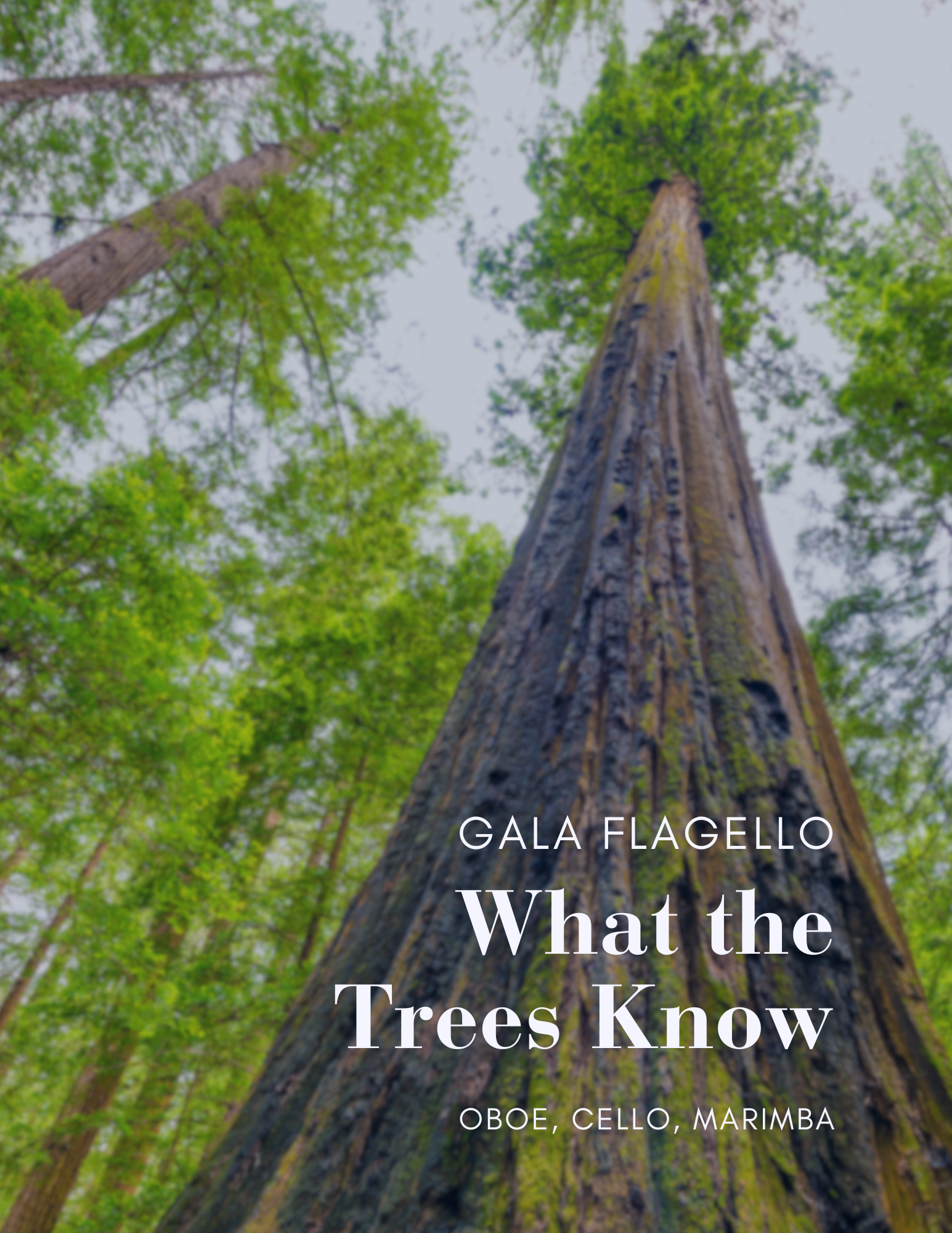 What the Trees Know